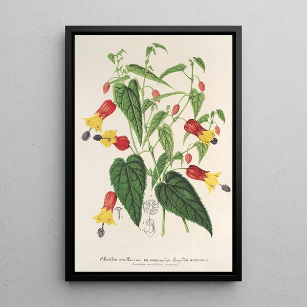 Reproduction of the painting Abutilon vexillarium - Charles Antoine Lemaire