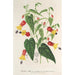 Reproduction of the painting Abutilon vexillarium - Charles Antoine Lemaire