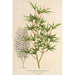 Acer palmatum crispum - Charles Antoine Lemaire — artwork view