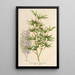 Acer palmatum crispum - Charles Antoine Lemaire — framed artwork on a wall