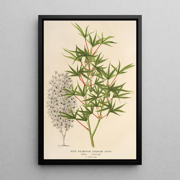 Acer palmatum crispum - Charles Antoine Lemaire — framed artwork on a wall
