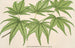 Acer palmatum reticulatum - Charles Antoine Lemaire — artwork view