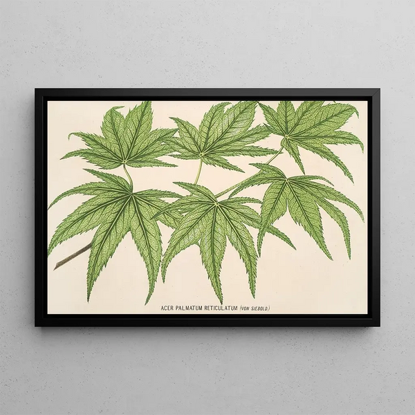 Acer palmatum reticulatum - Charles Antoine Lemaire — framed artwork on a wall