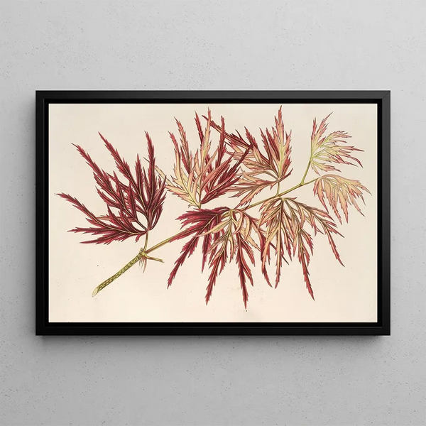 Acer polymorphum palmatum - Charles Antoine Lemaire — framed artwork on a wall