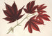 Acer polymorphum palmatum sanguineum - Charles Antoine Lemaire — artwork view