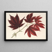 Acer polymorphum palmatum sanguineum - Charles Antoine Lemaire — framed artwork on a wall