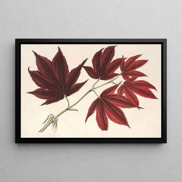 Acer polymorphum palmatum sanguineum - Charles Antoine Lemaire — framed artwork on a wall