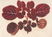 Achyranthes Verschaffeltii - Charles Antoine Lemaire — artwork view