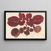 Achyranthes Verschaffeltii - Charles Antoine Lemaire — framed artwork on a wall