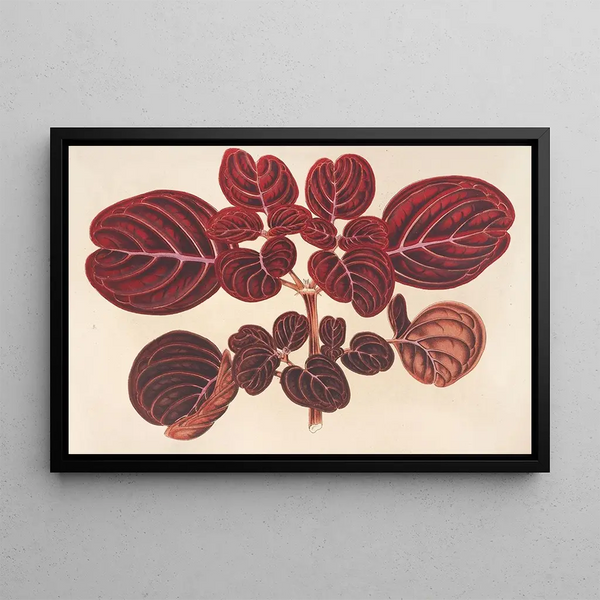 Achyranthes Verschaffeltii - Charles Antoine Lemaire — framed artwork on a wall