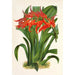 Ada aurantiaca - Charles Antoine Lemaire — artwork view