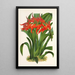 Ada aurantiaca - Charles Antoine Lemaire — framed artwork on a wall