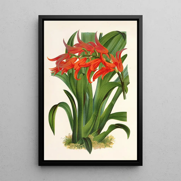 Ada aurantiaca - Charles Antoine Lemaire — framed artwork on a wall