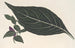 Adelaster albivenis - Charles Antoine Lemaire — artwork view