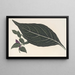 Adelaster albivenis - Charles Antoine Lemaire — framed artwork on a wall