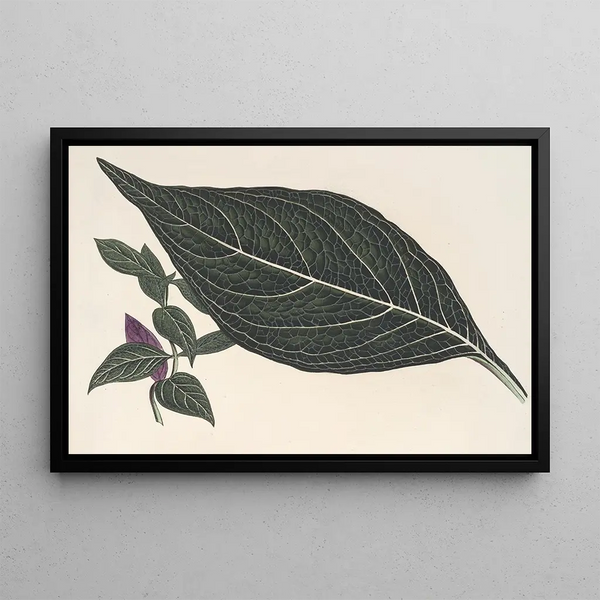 Adelaster albivenis - Charles Antoine Lemaire — framed artwork on a wall