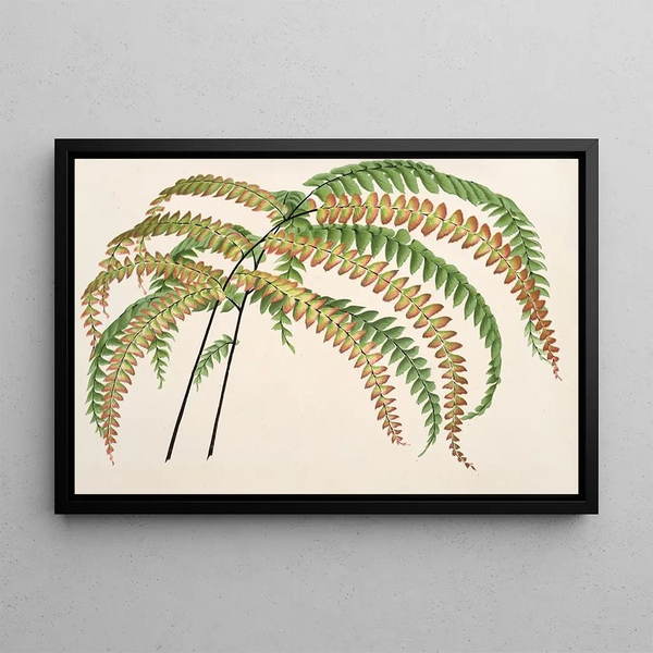 Adiantum Hendersoni - Charles Antoine Lemaire — framed artwork on a wall