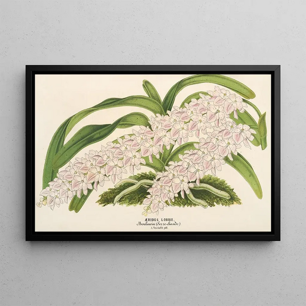Aérides Lobbii - Charles Antoine Lemaire — framed artwork on a wall