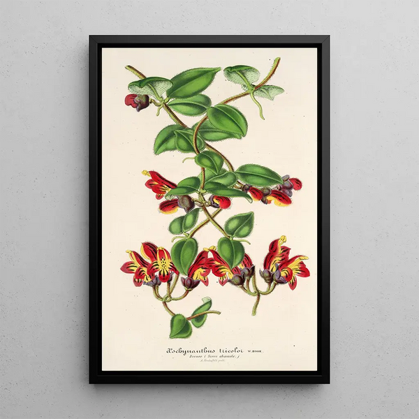 Aeschynanthus tricolor - Charles Antoine Lemaire — framed artwork on a wall