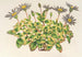 Agave céleste à feuilles panachées - Charles Antoine Lemaire — artwork view