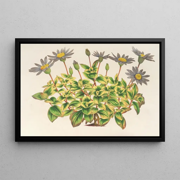 Agave céleste à feuilles panachées - Charles Antoine Lemaire — framed artwork on a wall
