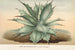 Agave Verschaffelti - Charles Antoine Lemaire — artwork view