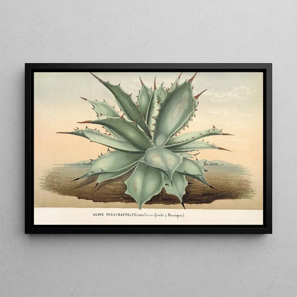 Agave Verschaffelti - Charles Antoine Lemaire — framed artwork on a wall