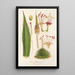 Reproduction of the painting Agave filifera - Charles Antoine Lemaire