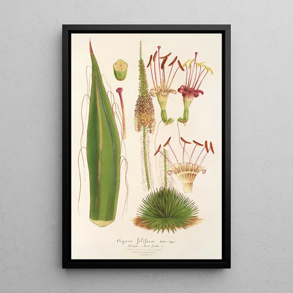 Reproduction of the painting Agave filifera - Charles Antoine Lemaire