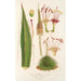 Reproduction of the painting Agave filifera - Charles Antoine Lemaire