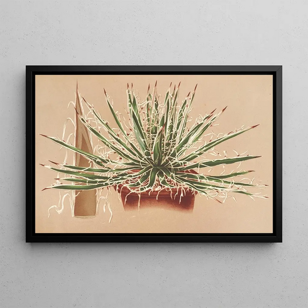 Agave schidigera - Charles Antoine Lemaire — framed artwork on a wall