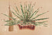 Agave schidigera - Charles Antoine Lemaire — artwork view