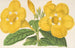 Allamanda Hendersoni - Charles Antoine Lemaire — artwork view