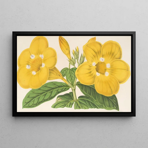 Allamanda Hendersoni - Charles Antoine Lemaire — framed artwork on a wall