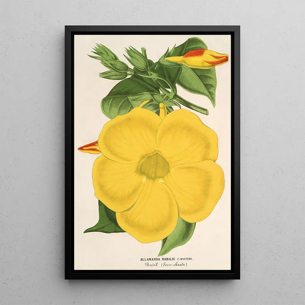 Allamanda nobilis - Charles Antoine Lemaire — framed artwork on a wall