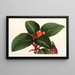 Alloplectus Zamorensis - Charles Antoine Lemaire — framed artwork on a wall