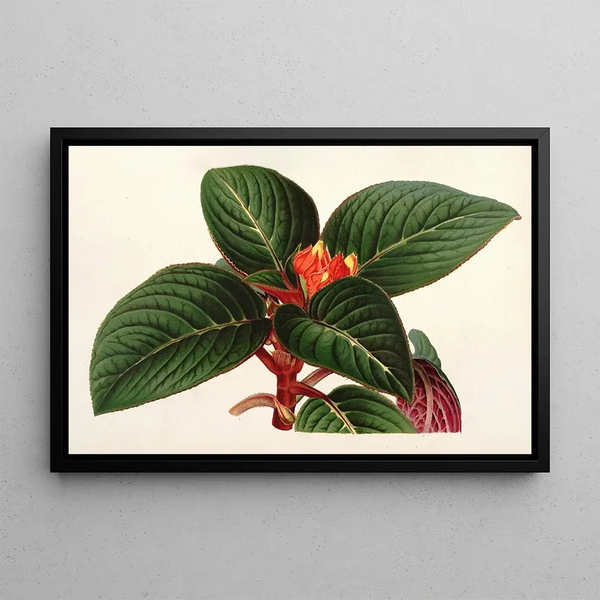 Alloplectus Zamorensis - Charles Antoine Lemaire — framed artwork on a wall