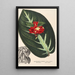 Reproduction of the painting Alloplectus vittatus - Charles Antoine Lemaire