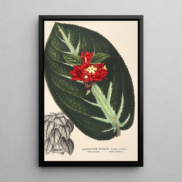 Reproduction of the painting Alloplectus vittatus - Charles Antoine Lemaire