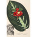 Reproduction of the painting Alloplectus vittatus - Charles Antoine Lemaire