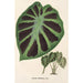 Alocasia Jenningsii - Charles Antoine Lemaire — artwork view