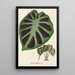 Alocasia Jenningsii - Charles Antoine Lemaire — framed artwork on a wall