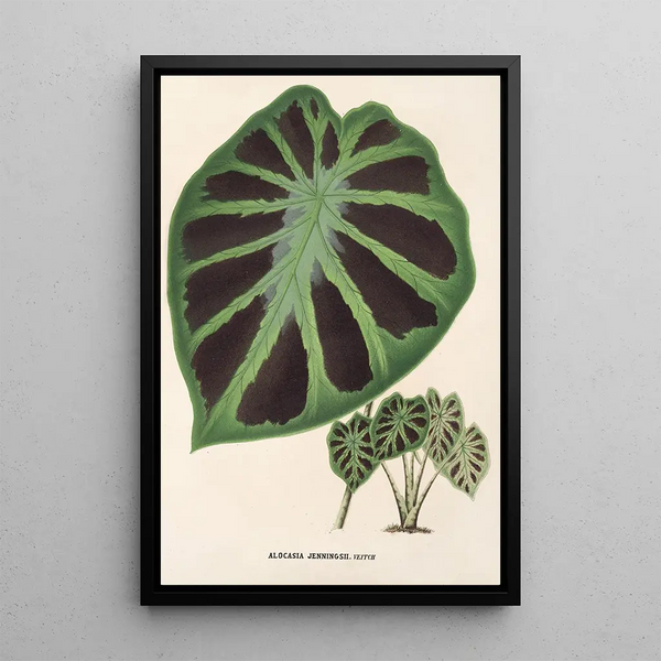 Alocasia Jenningsii - Charles Antoine Lemaire — framed artwork on a wall