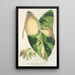 Reproduction of the painting Alocasia macrorrhiza var foliis variegatis - Charles Antoine Lemaire