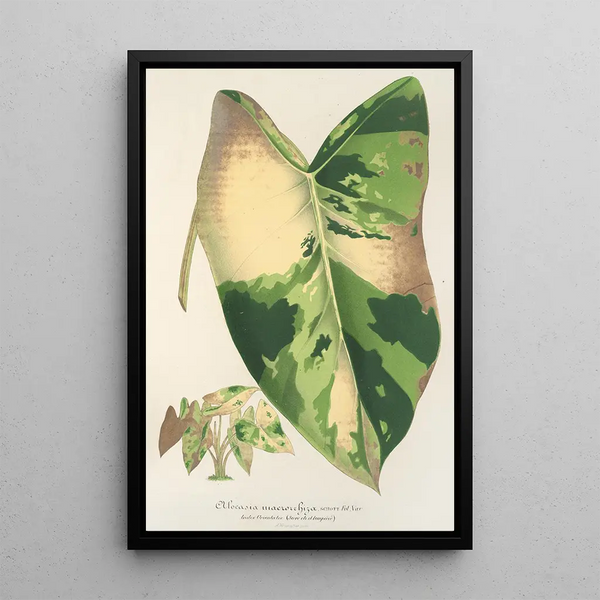 Reproduction of the painting Alocasia macrorrhiza var foliis variegatis - Charles Antoine Lemaire