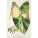 Reproduction of the painting Alocasia macrorrhiza var foliis variegatis - Charles Antoine Lemaire