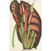 Alocasia metallica - Charles Antoine Lemaire — artwork view