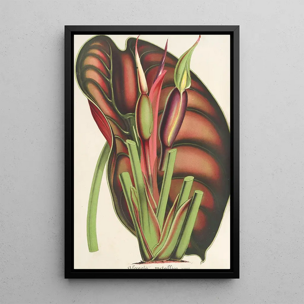 Alocasia metallica - Charles Antoine Lemaire — framed artwork on a wall