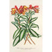 Alstroemeria argentovittata - Charles Antoine Lemaire — artwork view