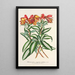 Alstroemeria argentovittata - Charles Antoine Lemaire — framed artwork on a wall